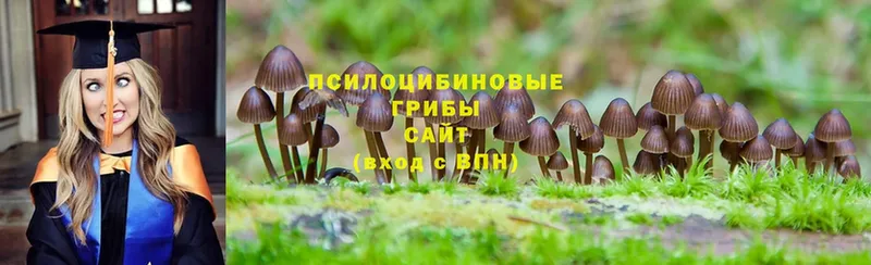 Псилоцибиновые грибы MAGIC MUSHROOMS  Кольчугино 